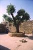 Eindrucksvoller Baum im Innenhof der Kirche von Baksyan